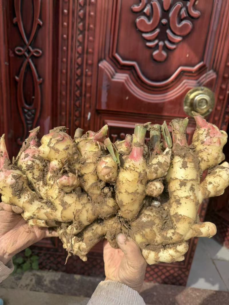 自己种的姜泥姜精品