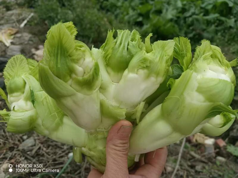 精品儿菜