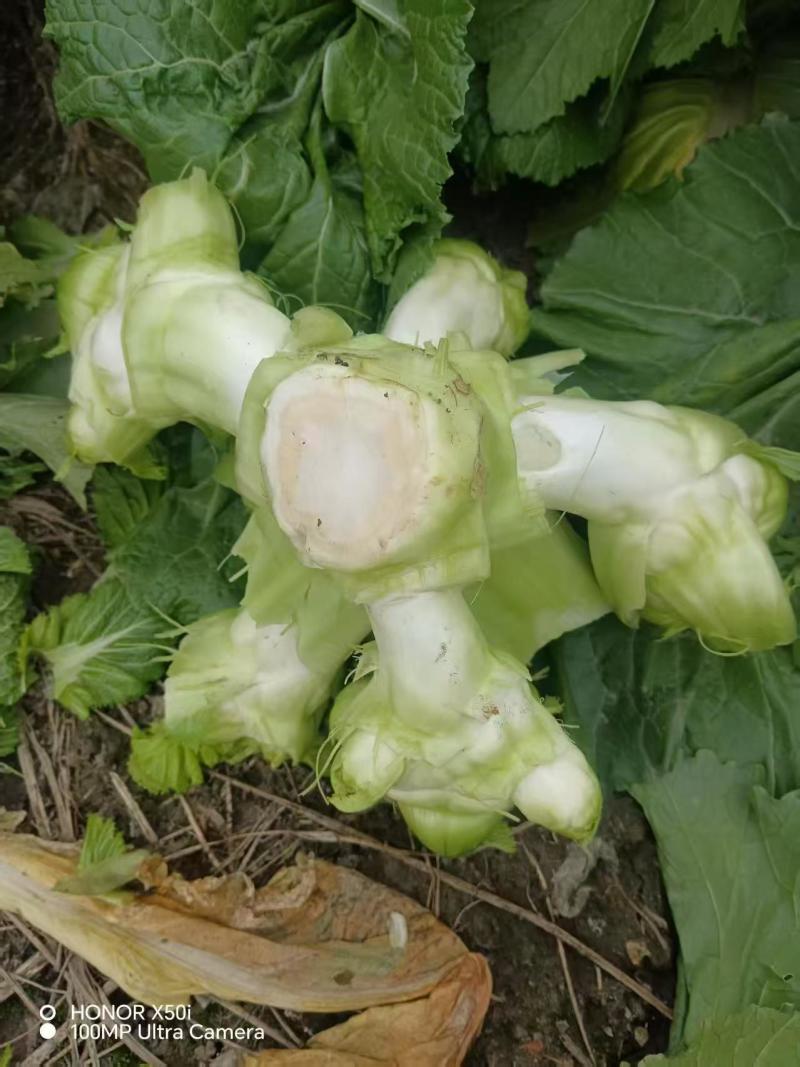 精品儿菜