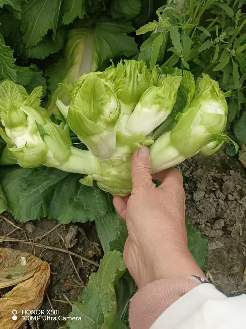 精品儿菜