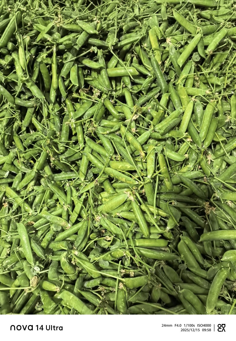 保山长寿豆豌豆上市了，颗粒饱满长短均匀，口感**