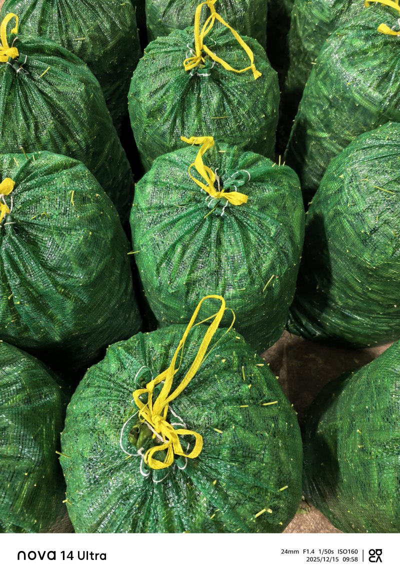 保山长寿豆豌豆上市了，颗粒饱满长短均匀，口感**