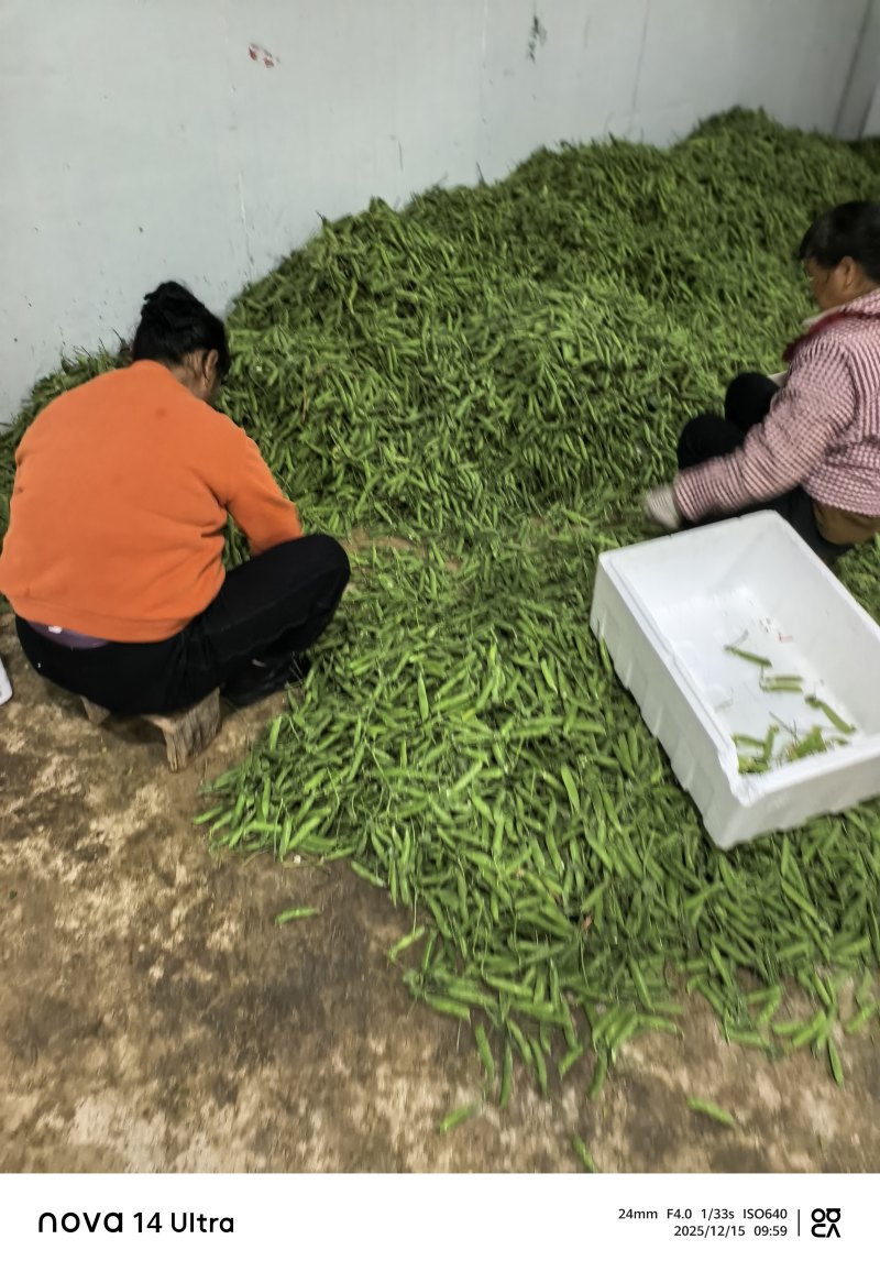 保山长寿豆豌豆上市了，颗粒饱满长短均匀，口感**
