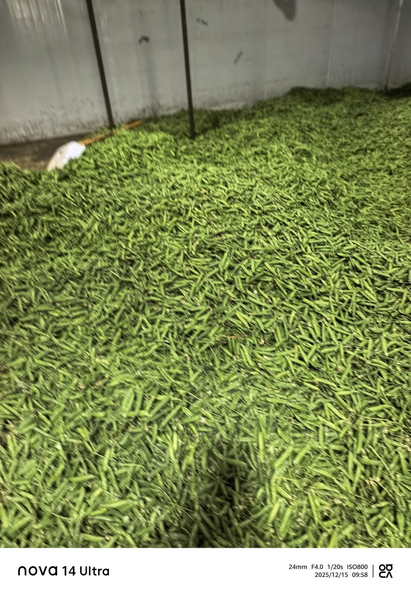 保山长寿豆豌豆上市了，颗粒饱满长短均匀，口感**