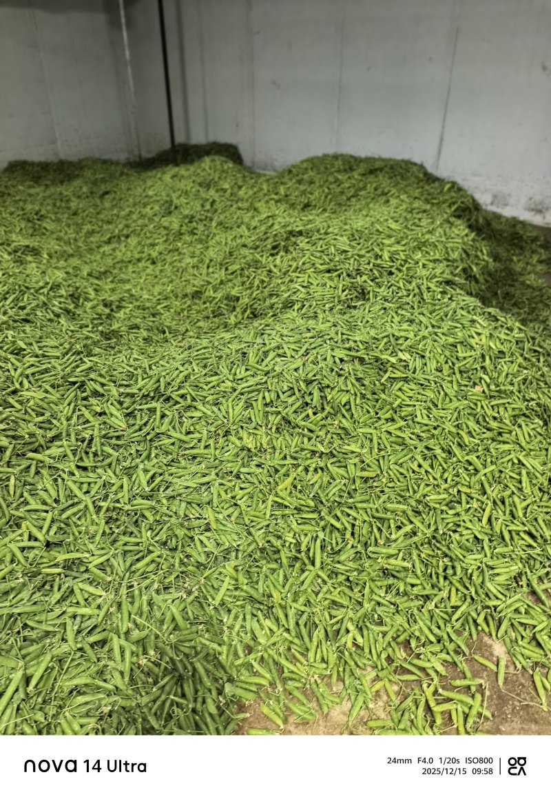 保山长寿豆豌豆上市了，颗粒饱满长短均匀，口感**