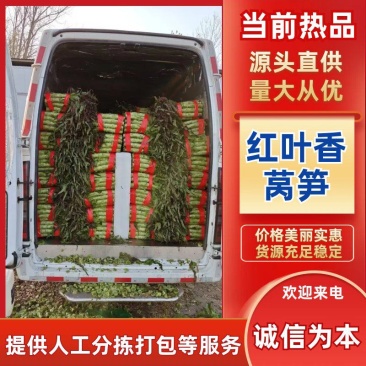 红叶香莴笋/产区直发/大量有货/欢迎选购