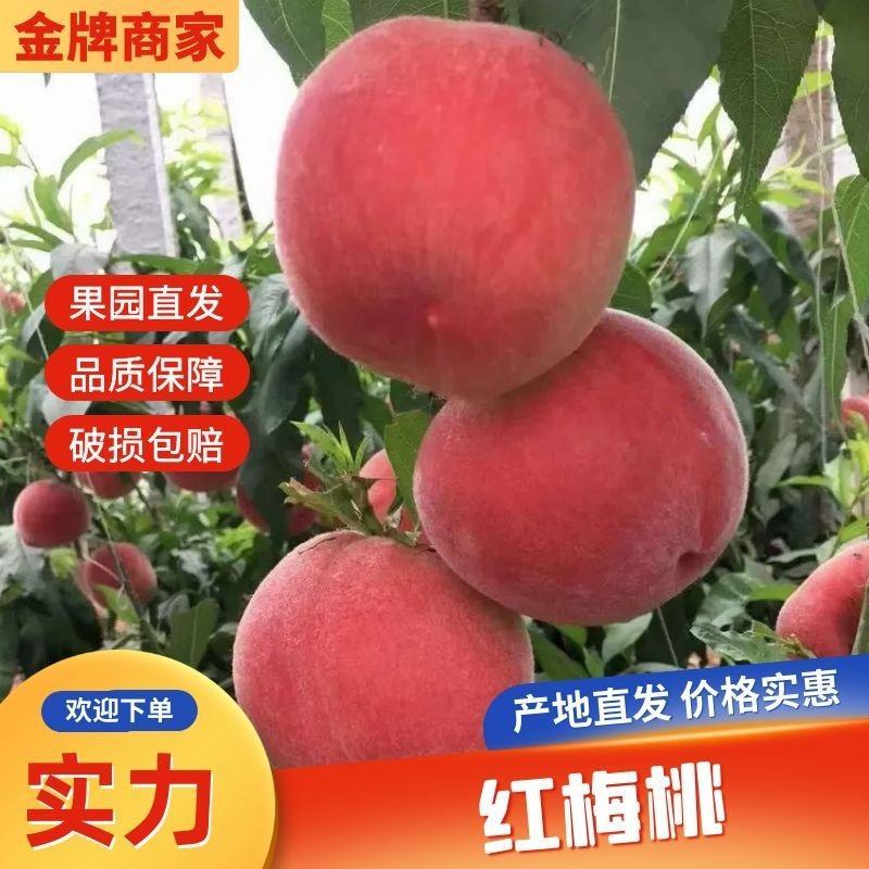 河北唐山乐亭陆地突桃水蜜桃上市供应商超市场电商奶茶