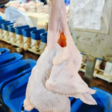 白条鸡，西装鸡，中装鸡，三黄鸡厂家源头直供