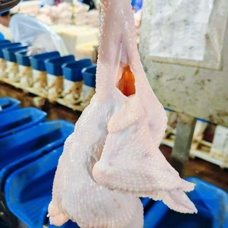 白条鸡，西装鸡，中装鸡，三黄鸡厂家源头直供