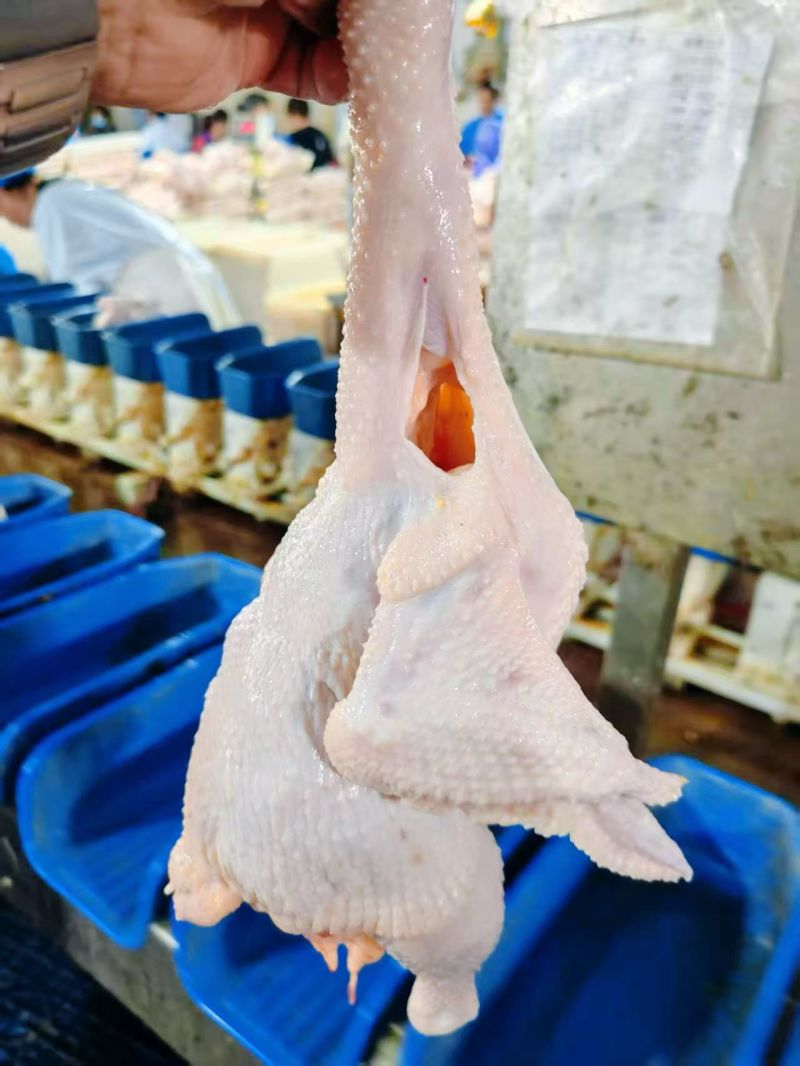 白条鸡，西装鸡，中装鸡，三黄鸡厂家源头直供