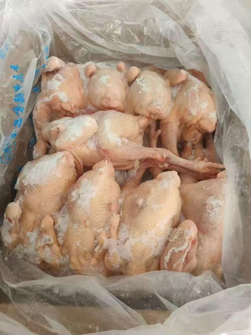 白条鸡，西装鸡，中装鸡，三黄鸡厂家源头直供