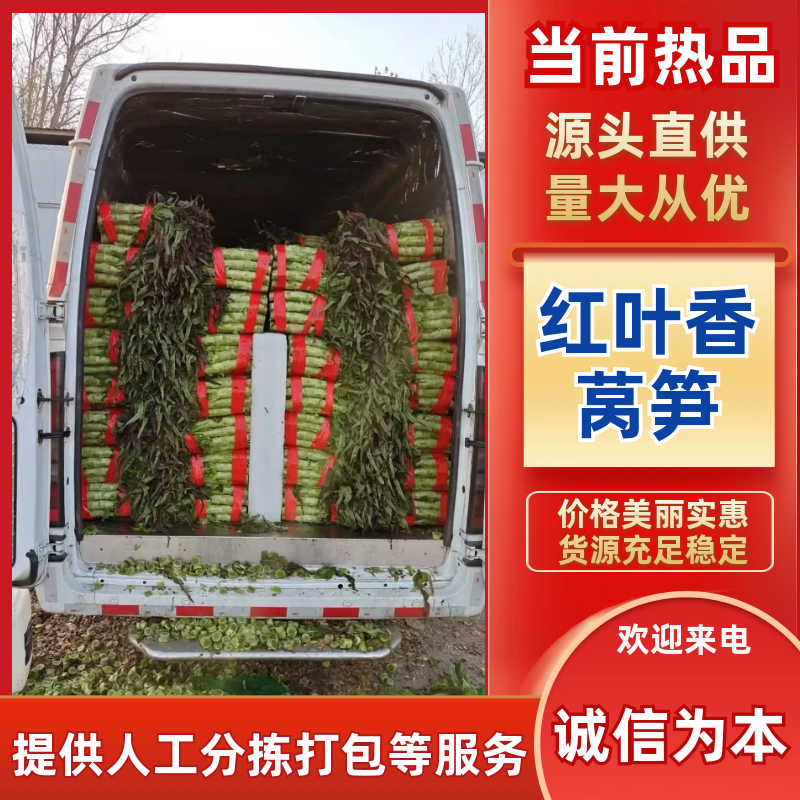 红叶香莴笋/产区直发/大量有货/欢迎选购
