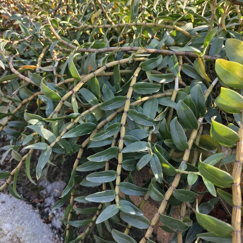 铁皮石斛种植基地、铁皮石斛鲜条大量供应欢迎来电咨询