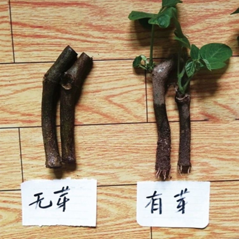 广西藤县无渣粉葛苗