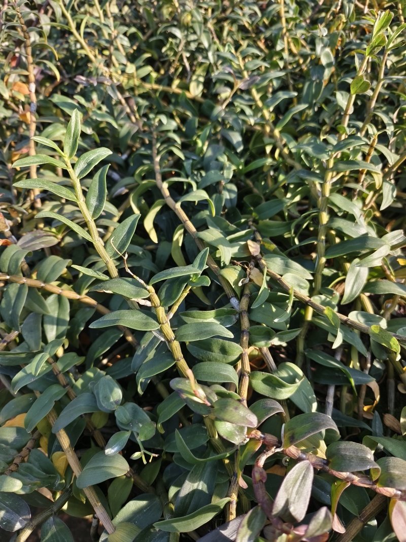 铁皮石斛种植基地、铁皮石斛鲜条大量供应欢迎来电咨询