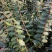 铁皮石斛种植基地、铁皮石斛鲜条大量供应欢迎来电咨询