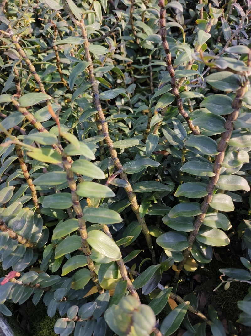 铁皮石斛种植基地、铁皮石斛鲜条大量供应欢迎来电咨询