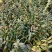 铁皮石斛种植基地、铁皮石斛鲜条大量供应欢迎来电咨询