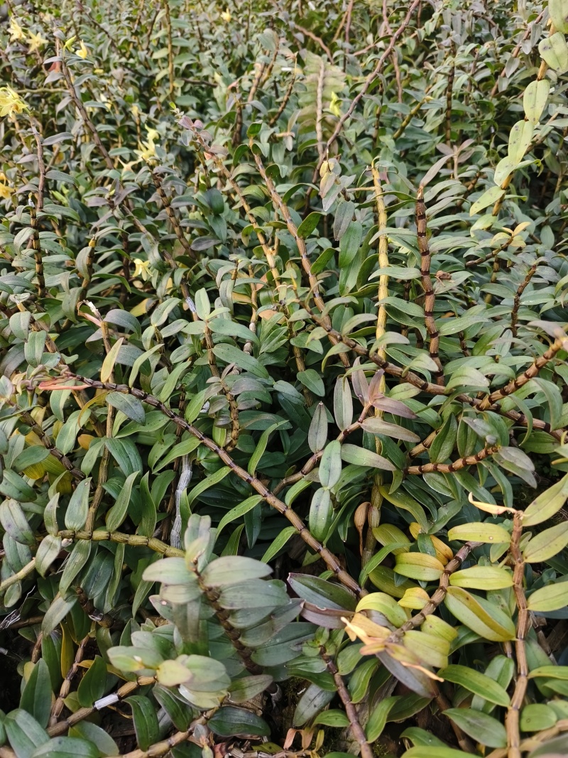 铁皮石斛种植基地、铁皮石斛鲜条大量供应欢迎来电咨询