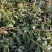 铁皮石斛种植基地、铁皮石斛鲜条大量供应欢迎来电咨询
