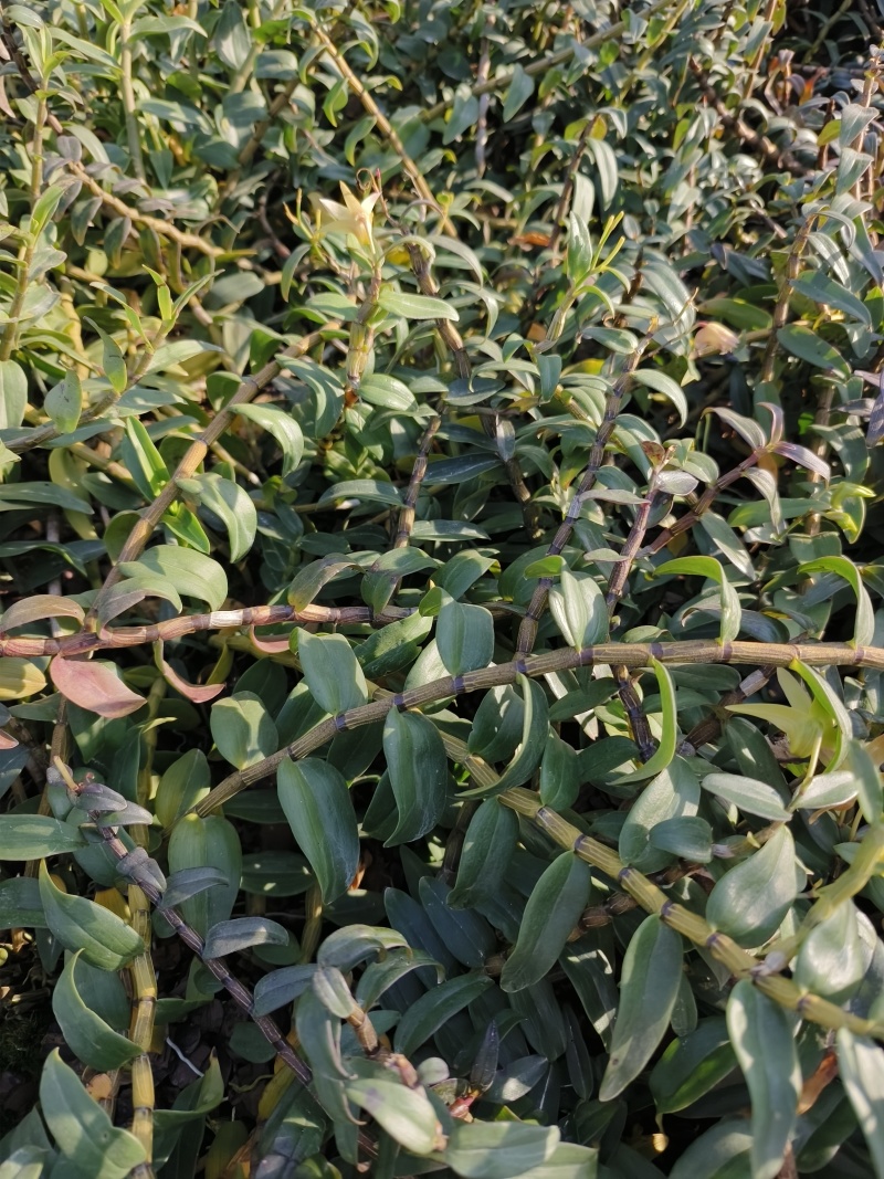 铁皮石斛种植基地、铁皮石斛鲜条大量供应欢迎来电咨询