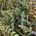铁皮石斛种植基地、铁皮石斛鲜条大量供应欢迎来电咨询