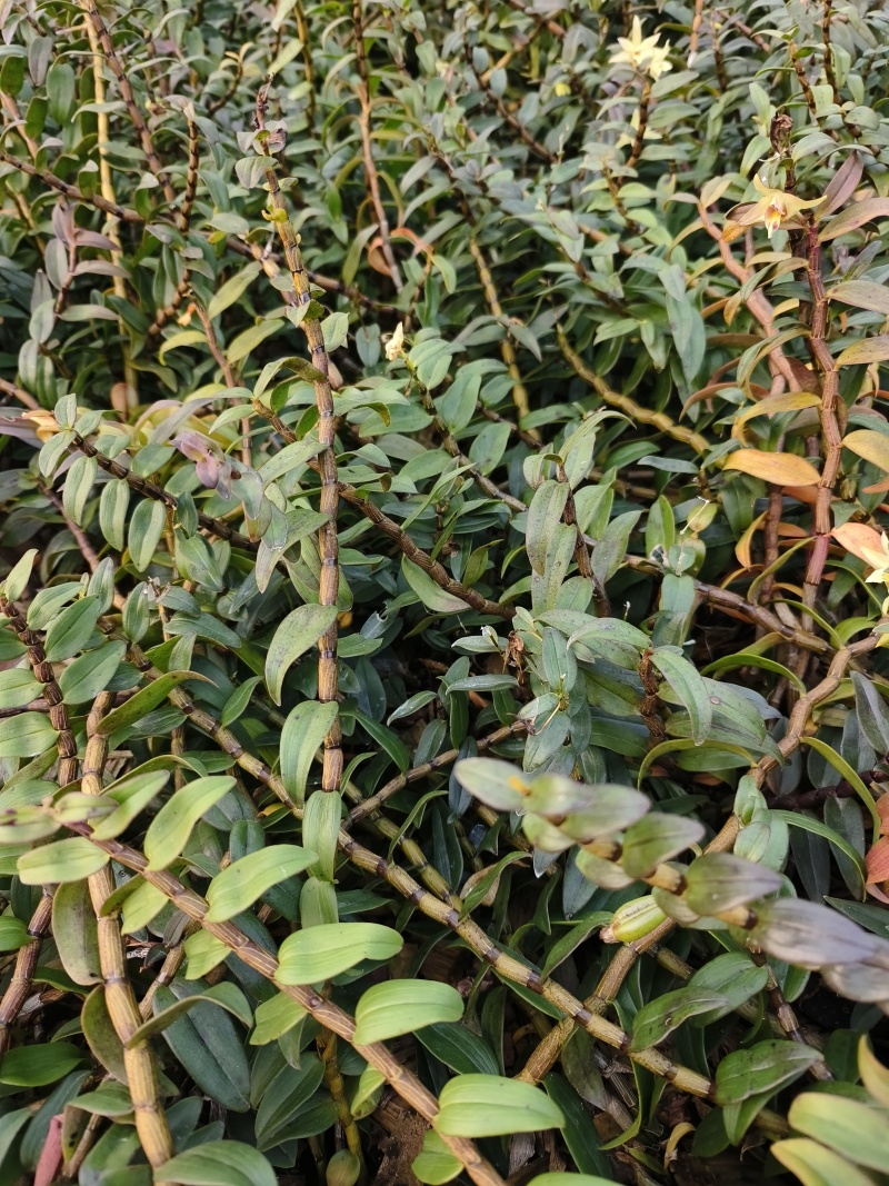 铁皮石斛种植基地、铁皮石斛鲜条大量供应欢迎来电咨询
