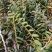 铁皮石斛种植基地、铁皮石斛鲜条大量供应欢迎来电咨询
