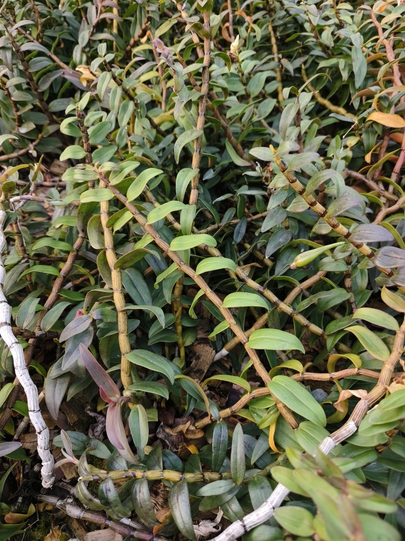 铁皮石斛种植基地、铁皮石斛鲜条大量供应欢迎来电咨询