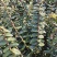 铁皮石斛种植基地、铁皮石斛鲜条大量供应欢迎来电咨询