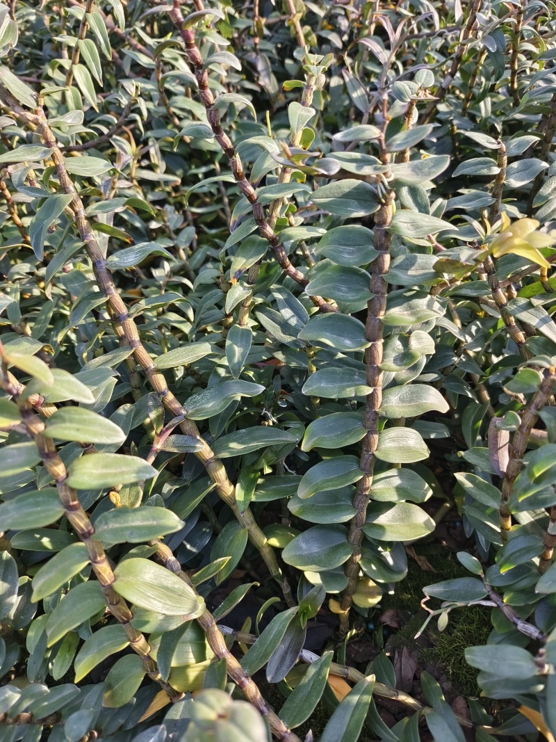 铁皮石斛种植基地、铁皮石斛鲜条大量供应欢迎来电咨询