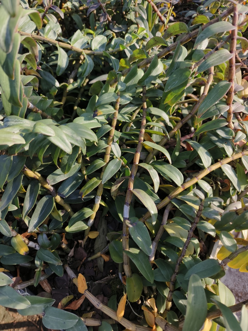 铁皮石斛种植基地、铁皮石斛鲜条大量供应欢迎来电咨询