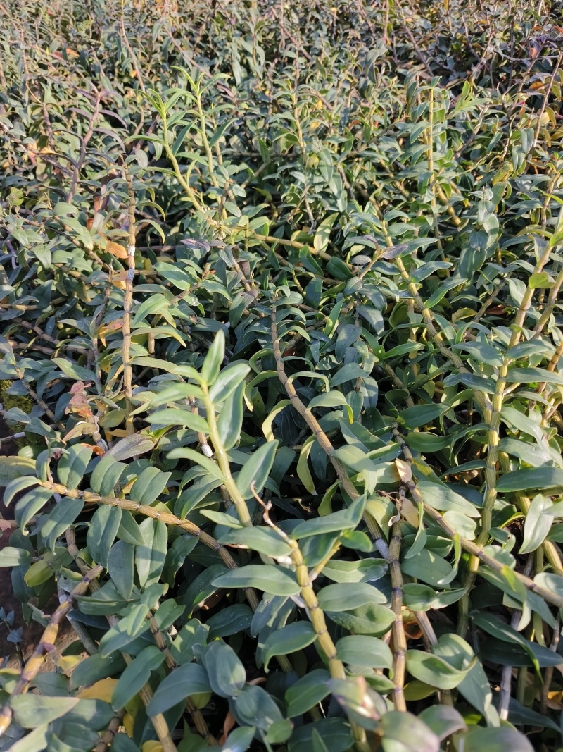 铁皮石斛种植基地、铁皮石斛鲜条大量供应欢迎来电咨询