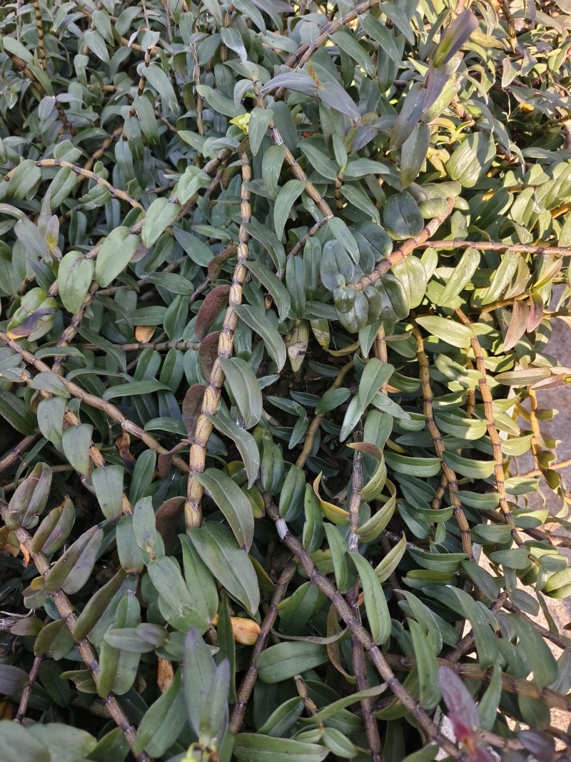 铁皮石斛种植基地、铁皮石斛鲜条大量供应欢迎来电咨询