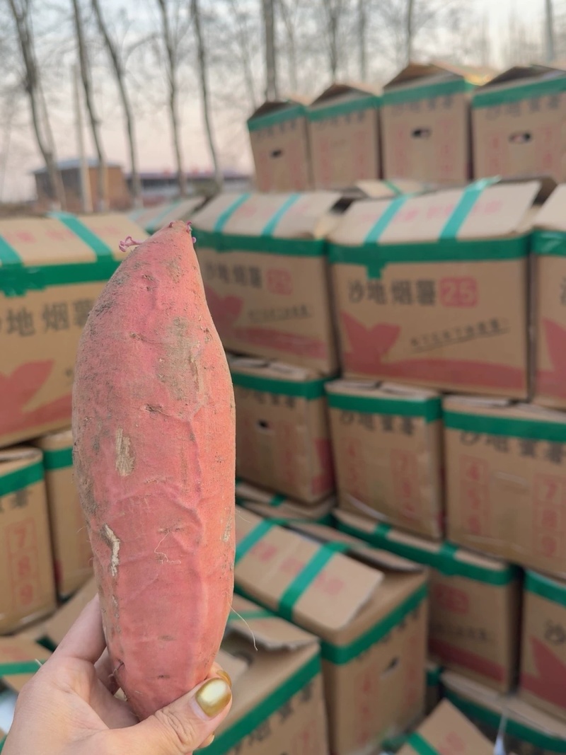 【荐】烟薯25流心蜜薯，供烤薯店微商电商，糖化发货