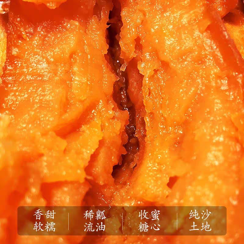 【荐】烟薯25流心蜜薯，供烤薯店微商电商，糖化发货