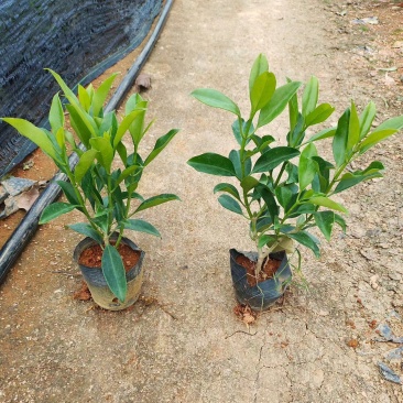 非洲茉莉大杯苗现货有量自家货源基地直销可视频看货