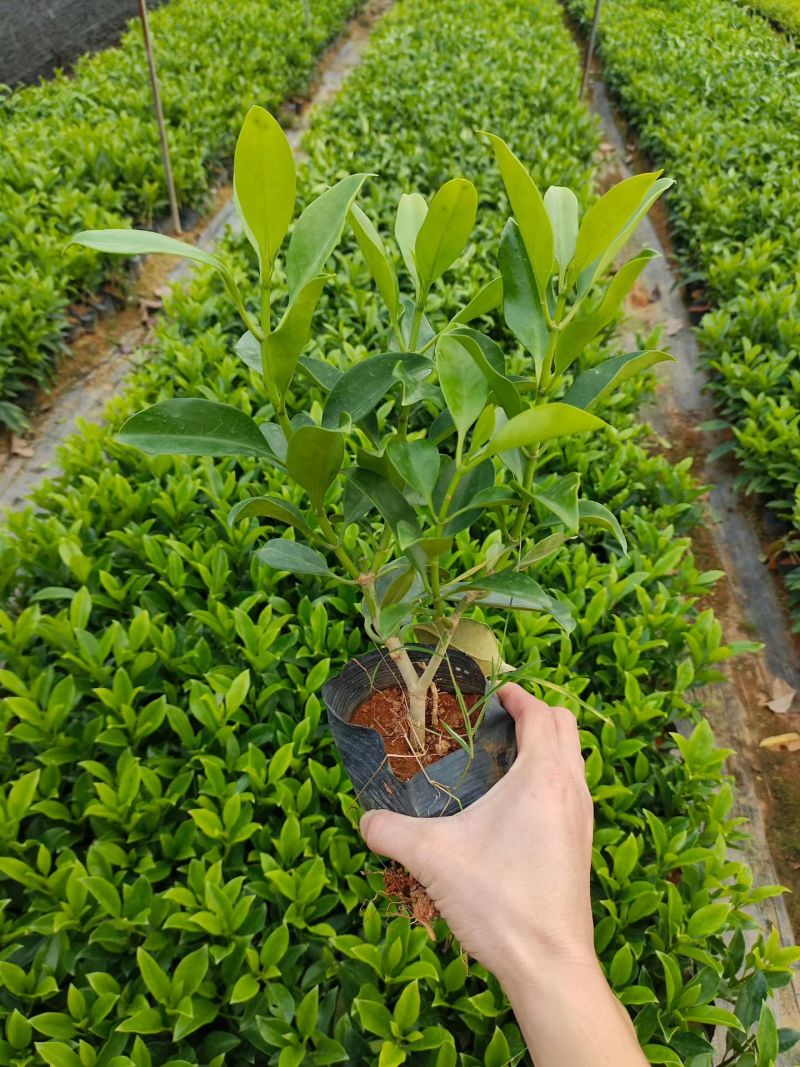 非洲茉莉大杯苗现货有量自家货源基地直销可视频看货