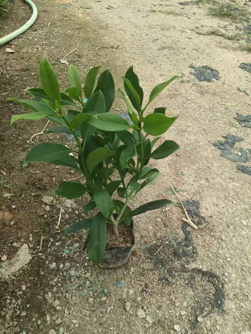 非洲茉莉大杯苗现货有量自家货源基地直销可视频看货