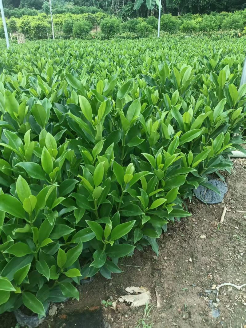非洲茉莉大杯苗现货有量自家货源基地直销可视频看货