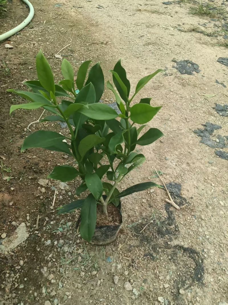 非洲茉莉大杯苗现货有量自家货源基地直销可视频看货