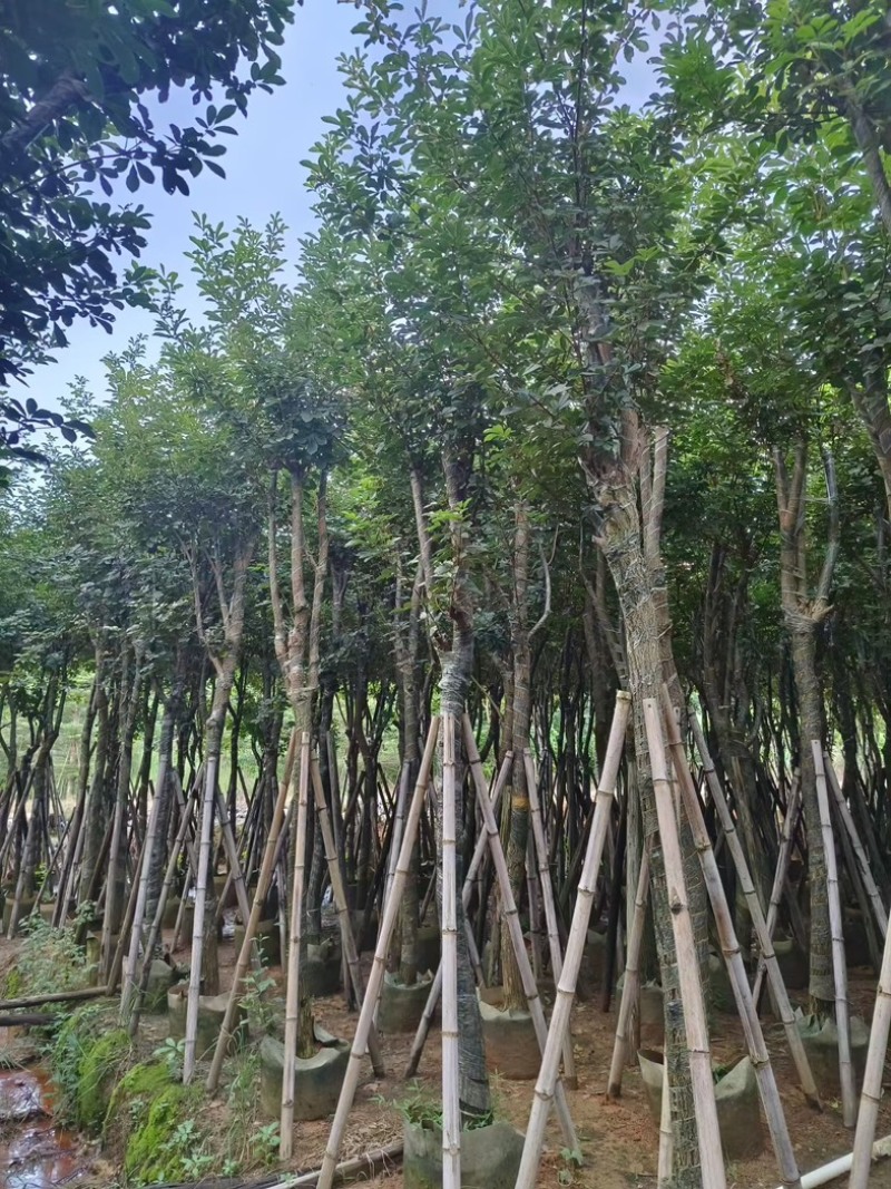 黄花风铃木