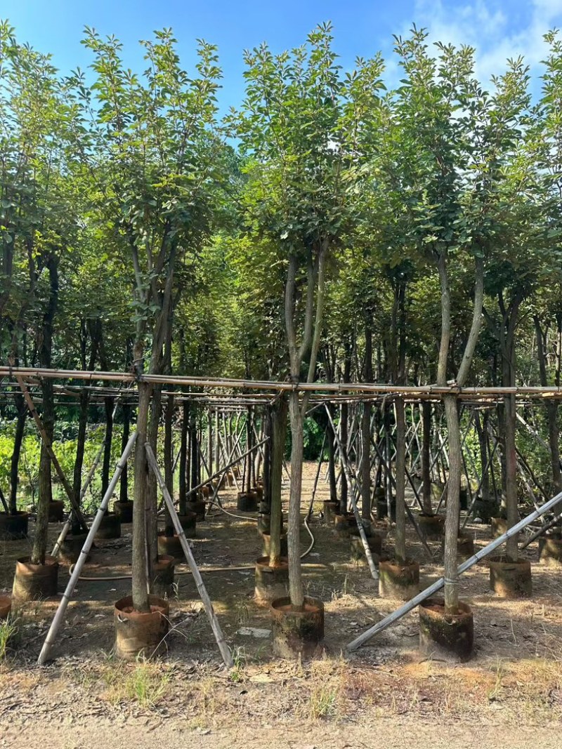 黄花风铃木
