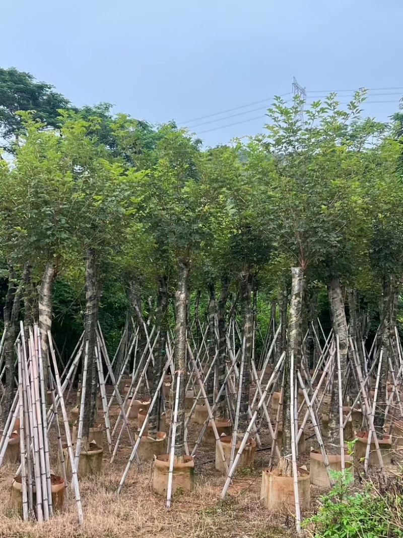 黄花风铃木