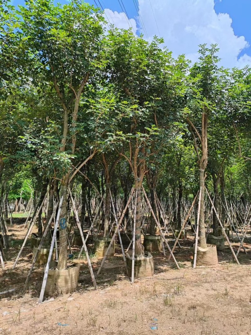 黄花风铃木