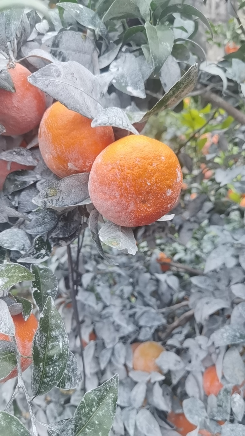 广西上林县优质沃柑大量上市