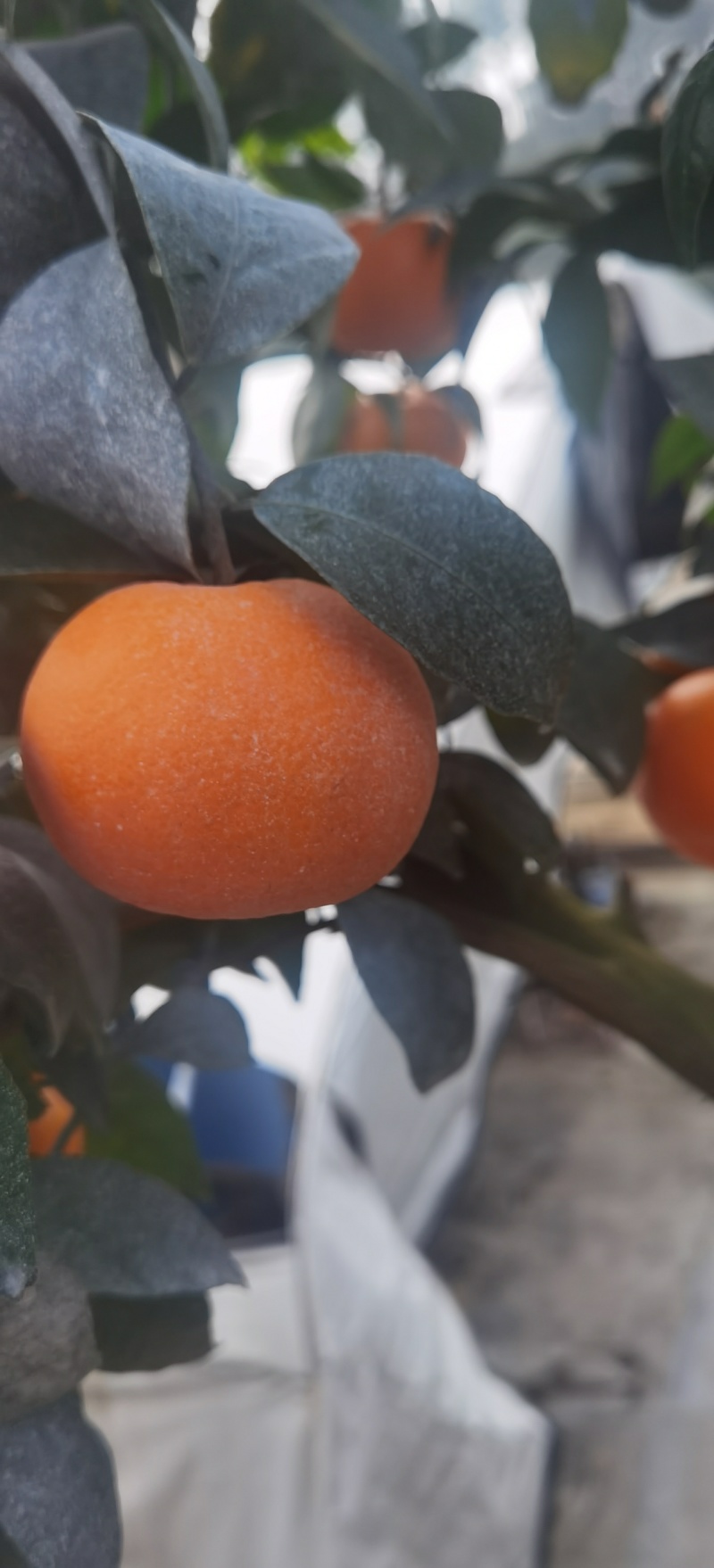 广西上林县优质沃柑大量上市