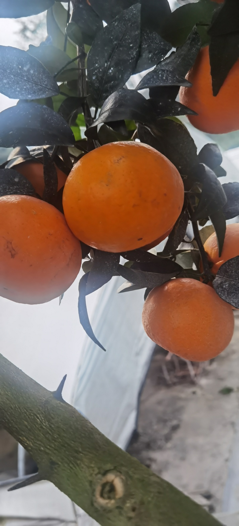 广西上林县优质沃柑大量上市