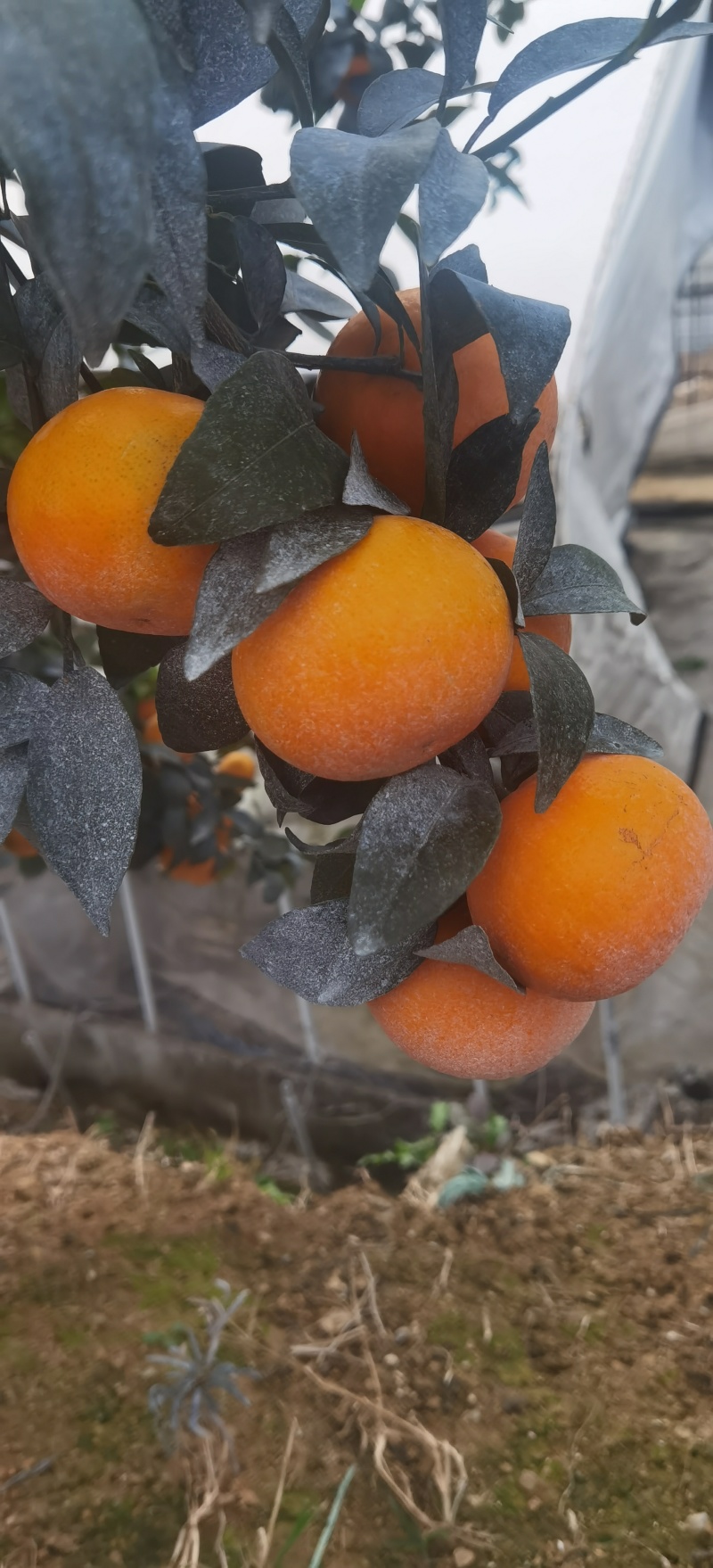 广西上林县优质沃柑大量上市