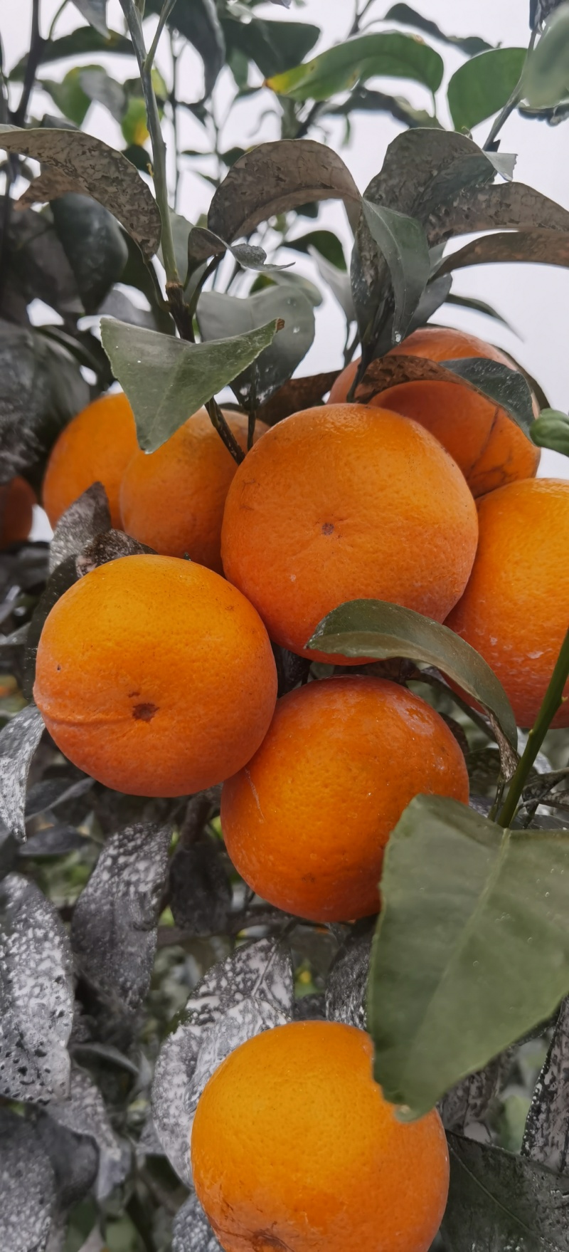 广西上林县优质沃柑大量上市